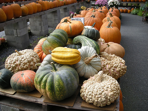 Variety of pumpkins