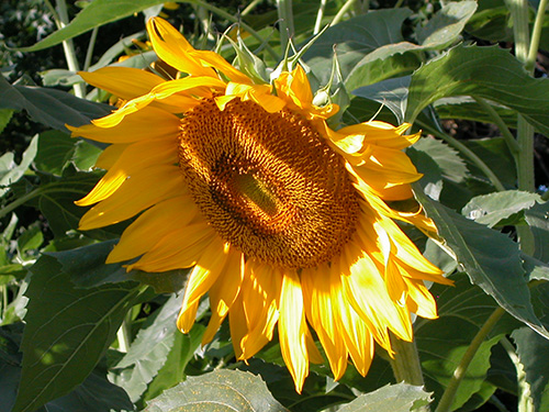 Sunflower