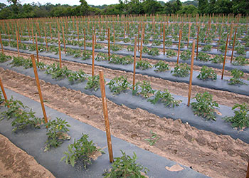 Young tomato field